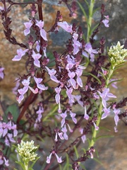 Aeollanthus parvifolius