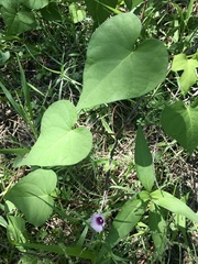 Ipomoea grandifolia