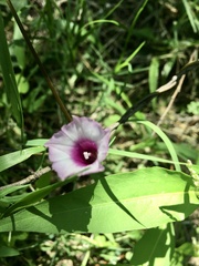 Ipomoea grandifolia
