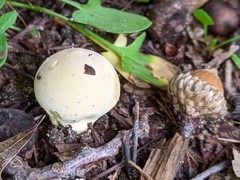 Lycoperdon flavotinctum