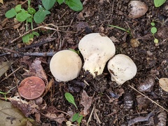 Lycoperdon flavotinctum