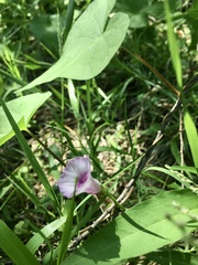Ipomoea grandifolia