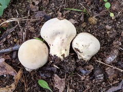 Lycoperdon flavotinctum