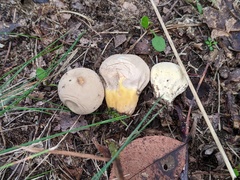 Lycoperdon flavotinctum