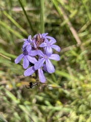Buchnera longespicata