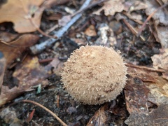 Lycoperdon mauryanum