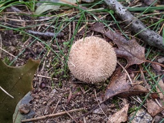 Lycoperdon mauryanum