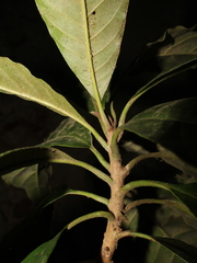 Pouteria austin-smithii