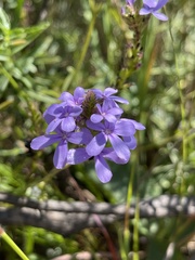 Buchnera longespicata