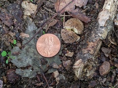 Lycoperdon mauryanum