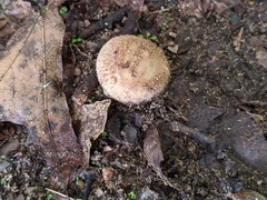 Lycoperdon mauryanum