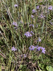 Buchnera longespicata