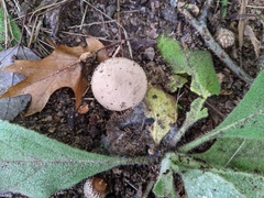 Lycoperdon mauryanum