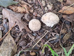 Lycoperdon mauryanum