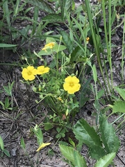 Oxalis texana
