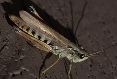 Pseudochorthippus curtipennis