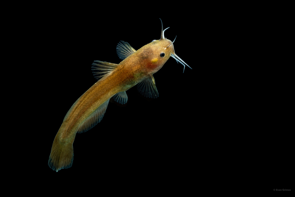 Freckled Madtom
