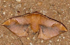 Goodia kuntzei