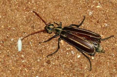 Psalydolytta lorigera