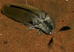 Tetralobus flabellicornis