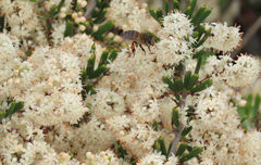 Asparagus crassicladus