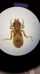 Onychogomphus uncatus