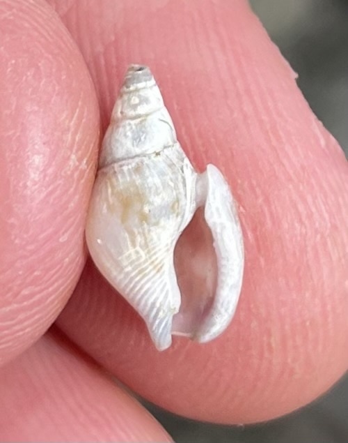 Bifurcium