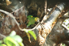 Amazona barbadensis