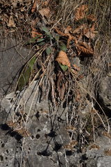 Centaurea rhaetica