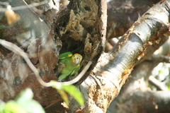 Amazona barbadensis