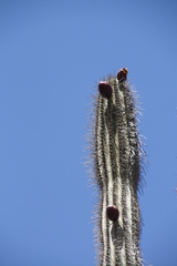 Cereus repandus