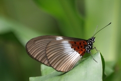 Acraea macarista