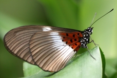 Acraea macarista