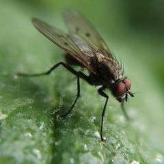 Anthomyia confusanea