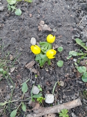 Eranthis hyemalis