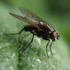 Anthomyia confusanea