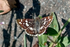 Burnsius orcynoides