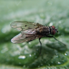 Anthomyia confusanea
