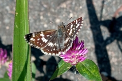 Burnsius orcynoides