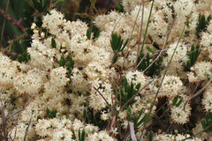 Asparagus crassicladus