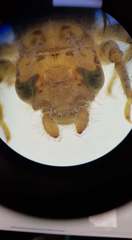 Onychogomphus uncatus