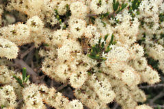 Asparagus crassicladus