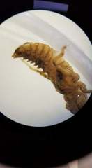 Onychogomphus uncatus