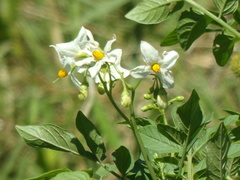 Solanum chacoense