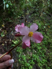Begonia acerifolia