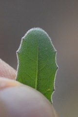 Leontodon tenuiflorus