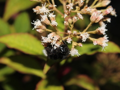 Bombus volucelloides