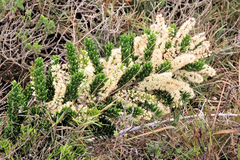 Asparagus crassicladus