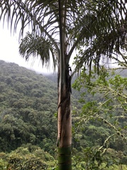 Ceroxylon pityrophyllum
