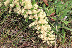Asparagus crassicladus